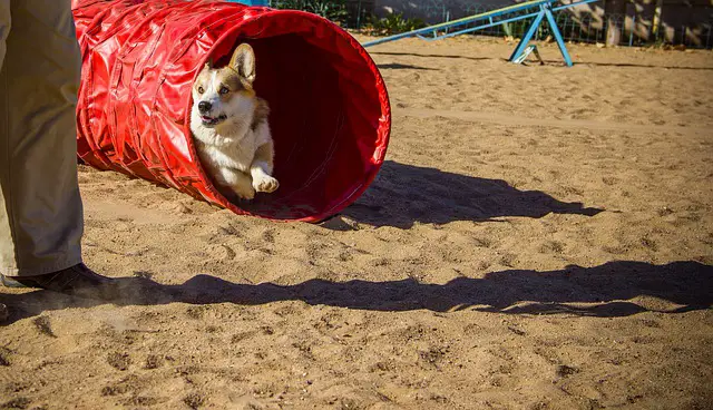 how to make a dog agility tunnel