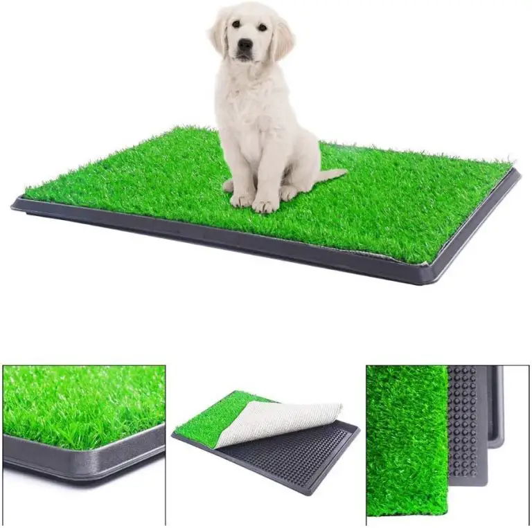 5 Best Indoor Grass for Dogs to Pee On (Buying Guide)