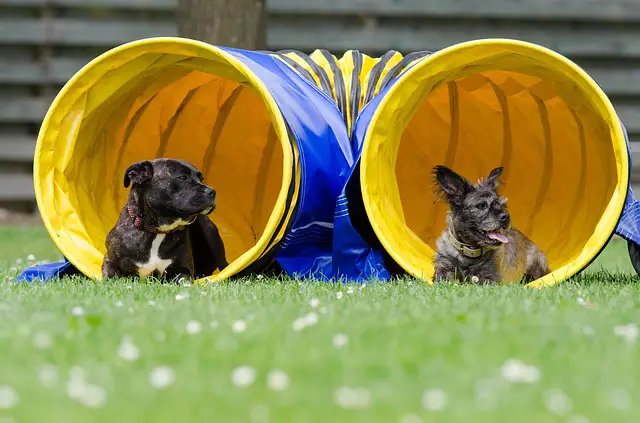 how to make a dog agility tunnel