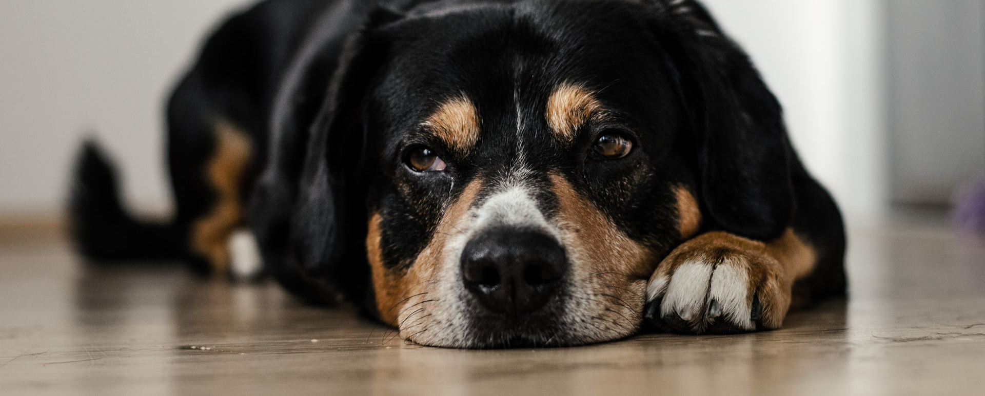 5 Best Supplements For Older Dogs With Arthritis Perfect Guard Dogs 