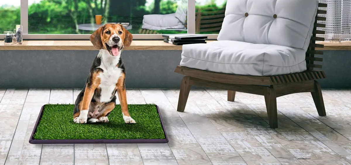 5 Best Indoor Grass for Dogs to Pee On (Buying Guide)
