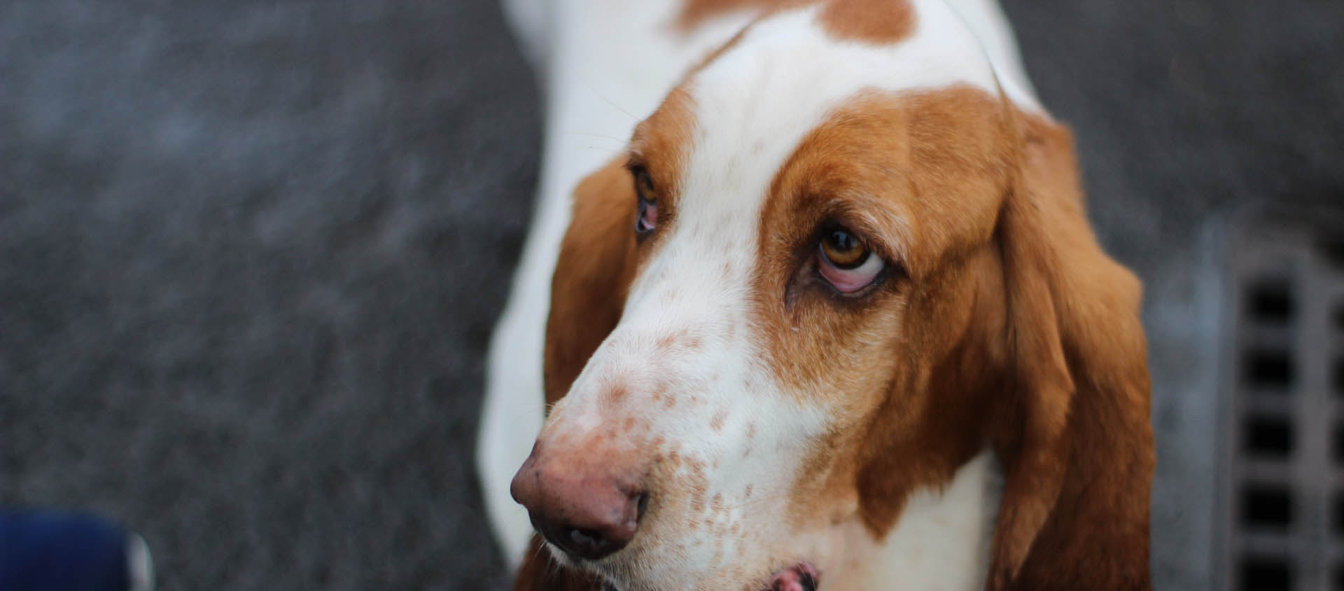 7 Ways on How To Calm Down A Dog With Separation Anxiety