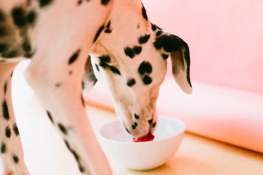 Best Dog Food For Dalmatians 5 Nutritious Options Best Protection Dogs