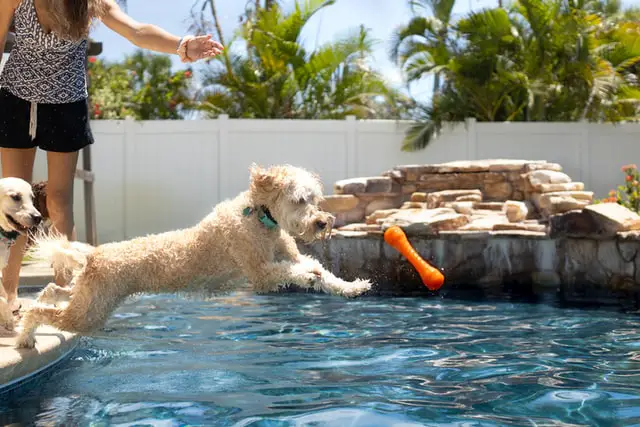 ways to keep dogs cool outside