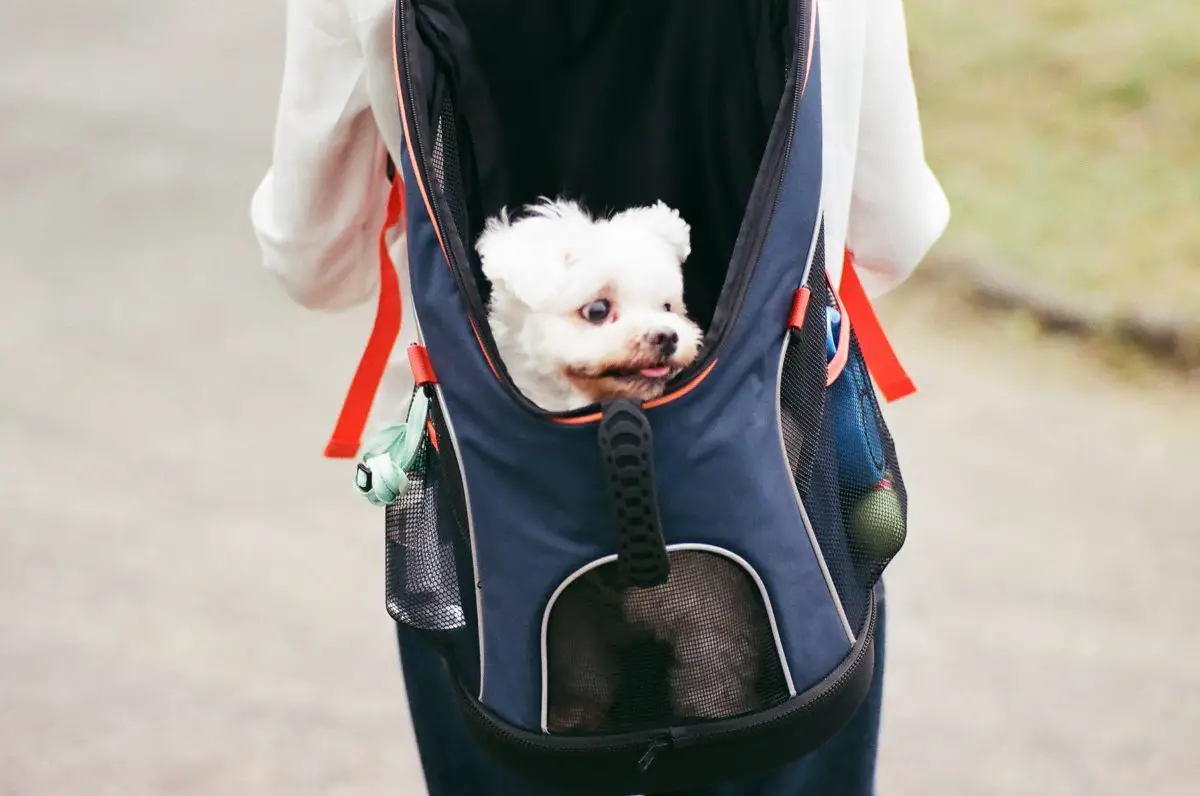 7 Doggie Backpacks for Small Dogs Best Protection Dogs