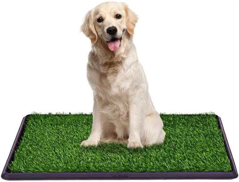 5 Best Indoor Grass for Dogs to Pee On (Buying Guide)