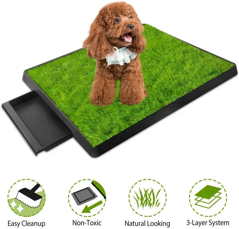 5 Best Indoor Grass for Dogs to Pee On (Buying Guide)