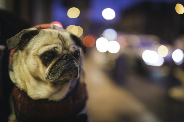 What Is The Best Dog Food For Pugs