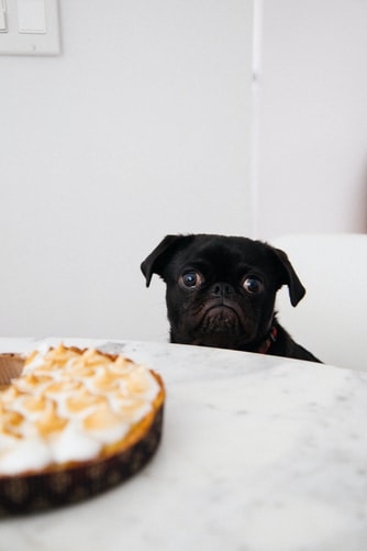 What Is The Best Dog Food For Pugs