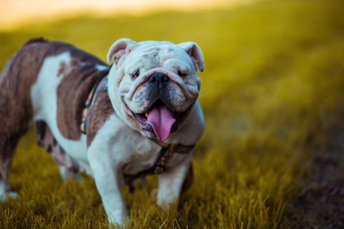 english bulldog chew toys