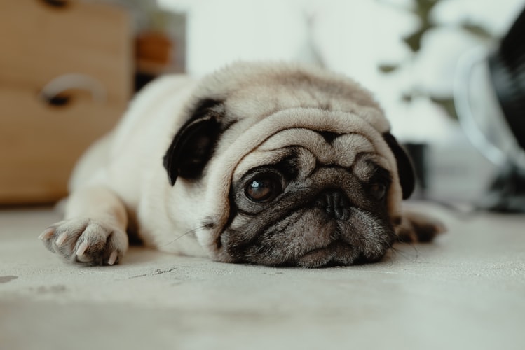 What Is The Best Dog Food For Pugs