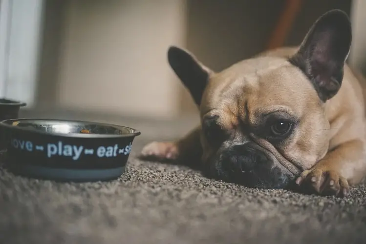 Dog Dishes That Slow Down Eating