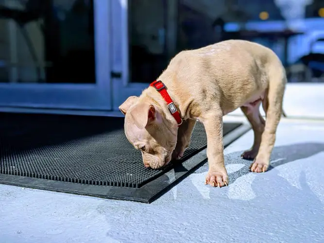 what puppy food makes them poop less