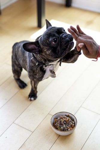 best dog food for dogs with liver disease
