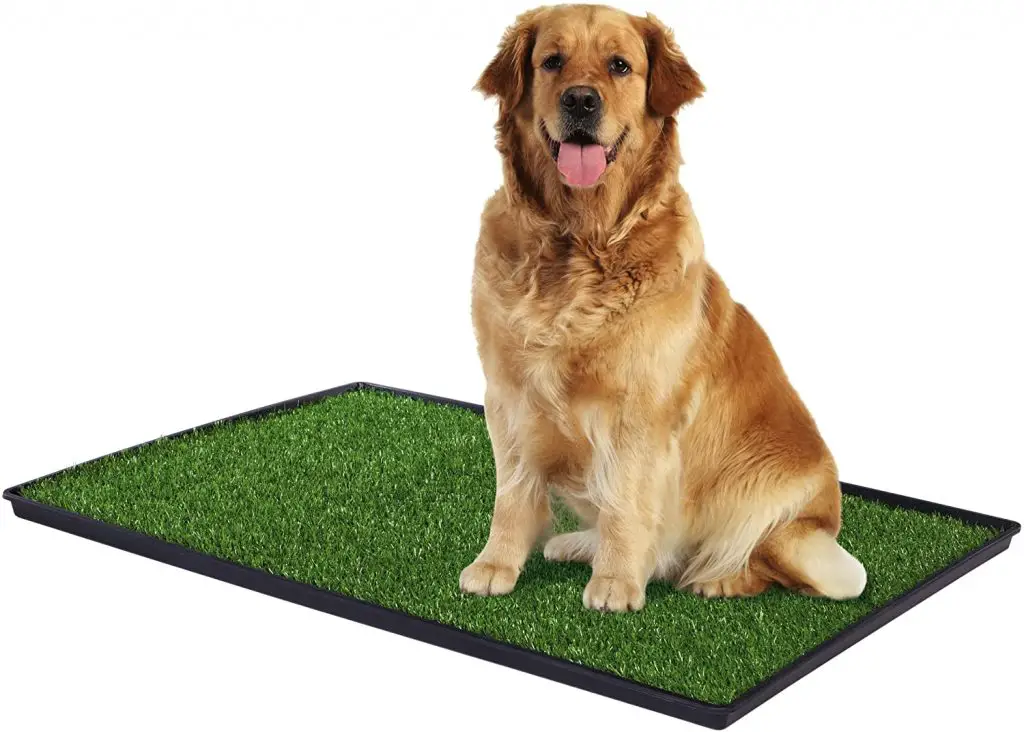 indoor grass for dogs to pee on