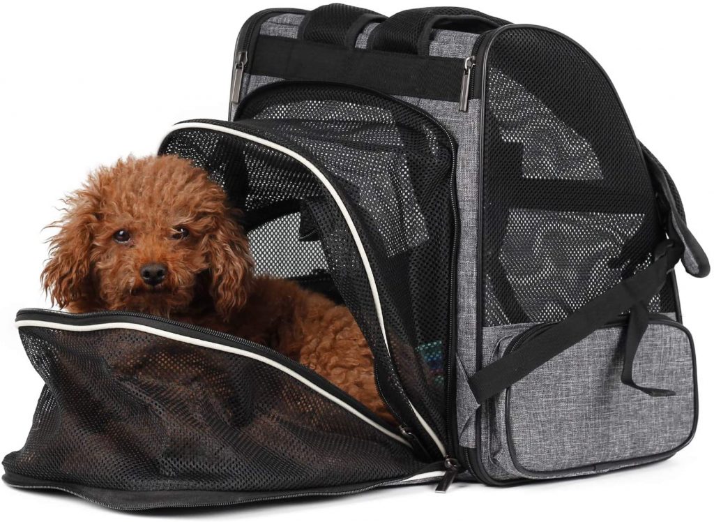 mini backpack dog