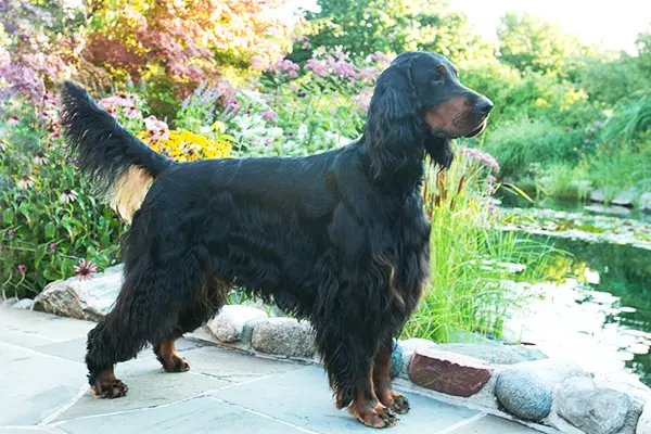 big black furry dog breed