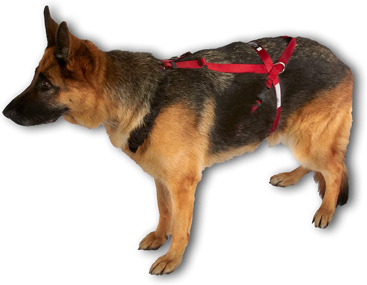 3 Best No Pull Harness for Husky (2023) Best Protection Dogs