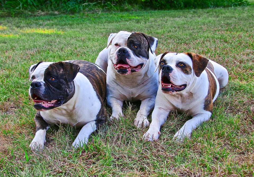 are american bulldogs good fighting dogs