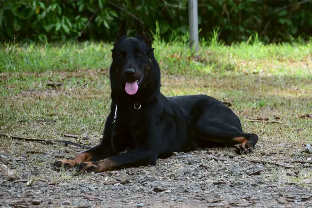 dog breeds that look like dobermans