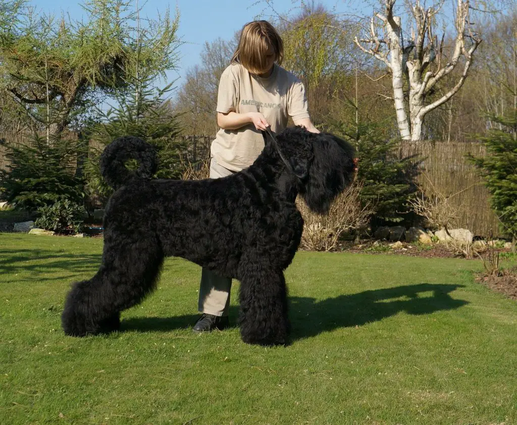 big black furry dog breed