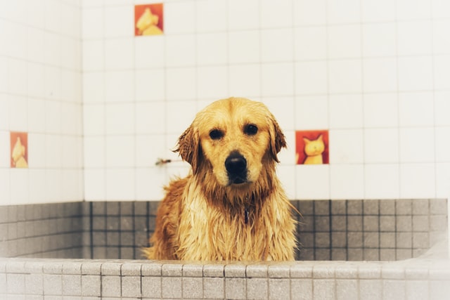 best soap for golden retriever