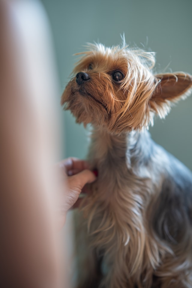 how-to-stop-a-dog-panic-attack-8-helpful-ways-are-here-best