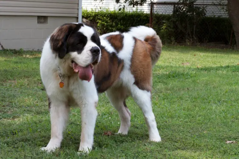 top 10 best guard dogs for kids