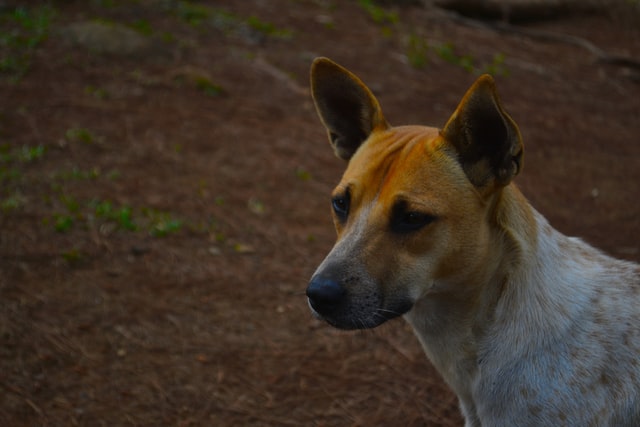 diy ear mite treatment for dogs