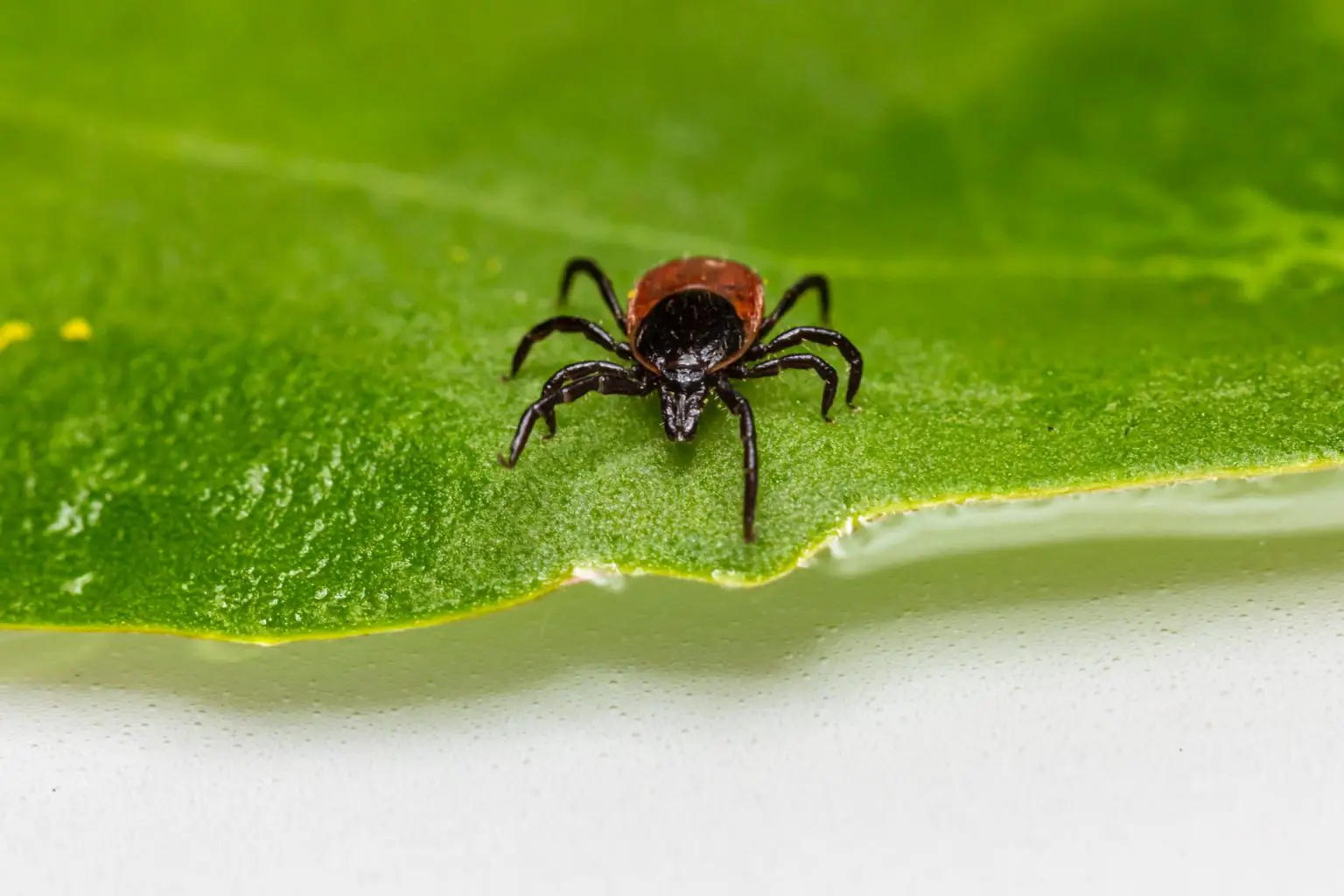 How to Keep Ticks Off My Dog? Here’s a Quick Guide