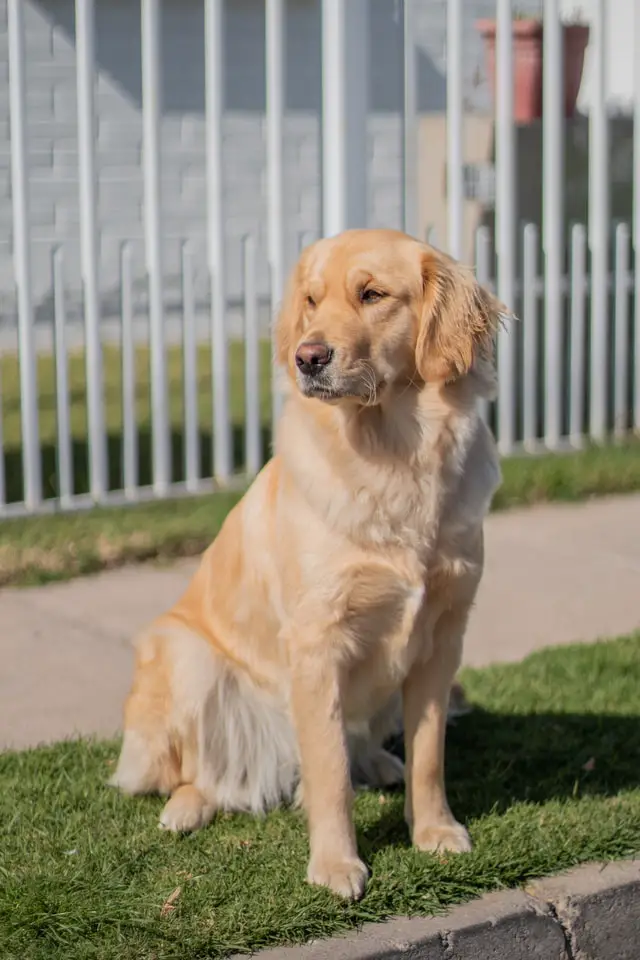 facts about golden retriever for kids
