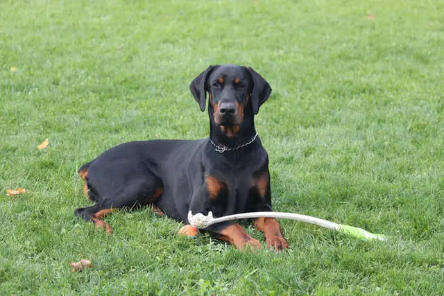 7 Dog Breeds that Look Like Dobermans - Best Protection Dogs