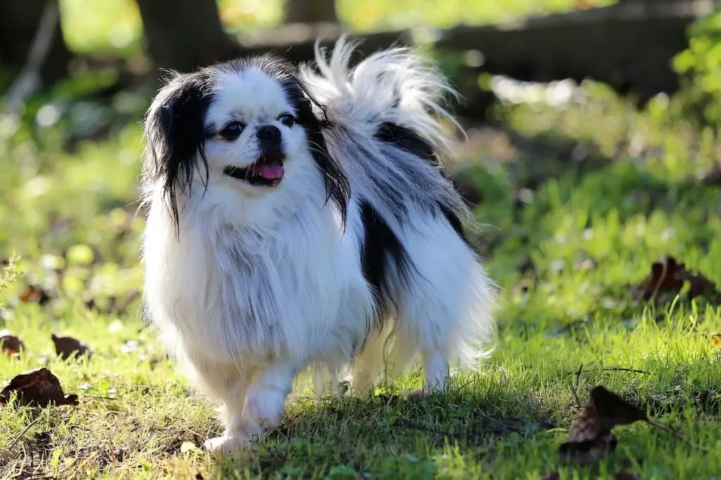 dog breeds that get along with chickens
