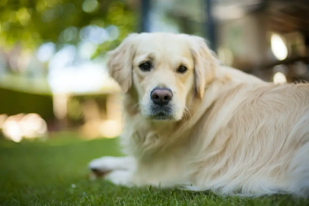 3 Best Brush For Golden Retriever Shedding Best Protection Dogs