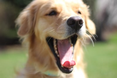 do golden retrievers drool