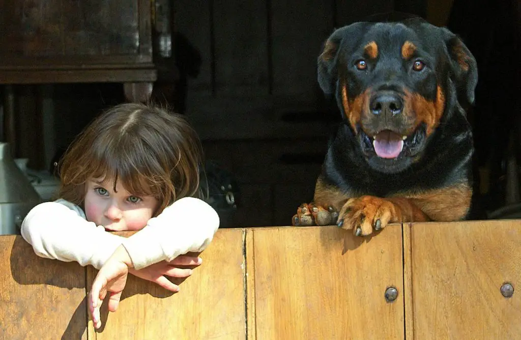 best guard dogs for kids