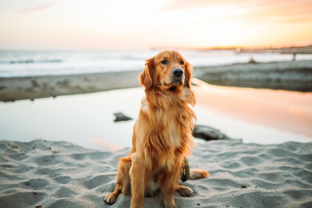 different breeds of golden retrievers
