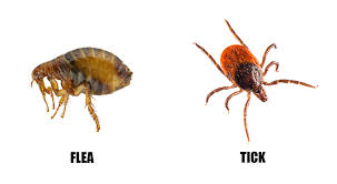 how to keep ticks off my dog