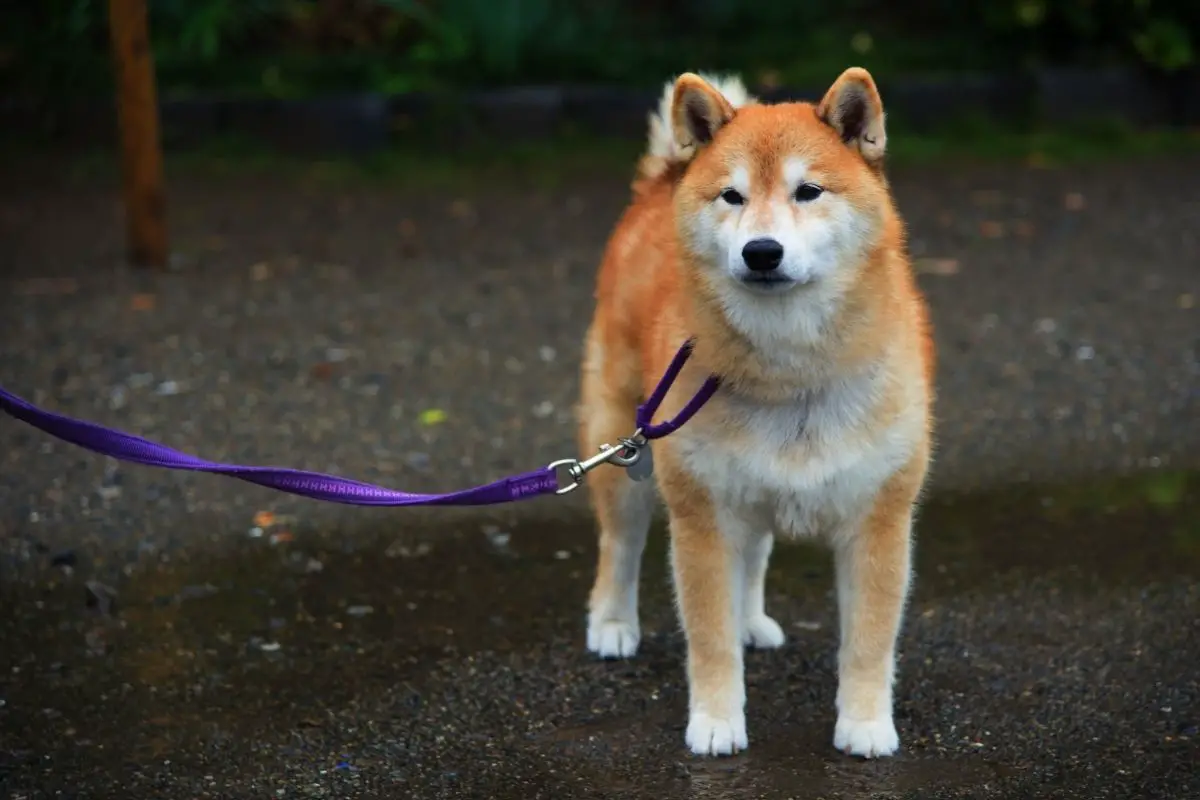 Are Akitas Good Guard Dogs? - Best Protection Dogs