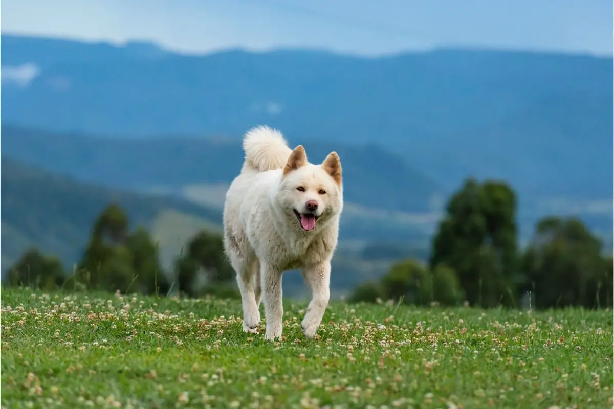 Are Akitas Good Guard Dogs? - Best Protection Dogs