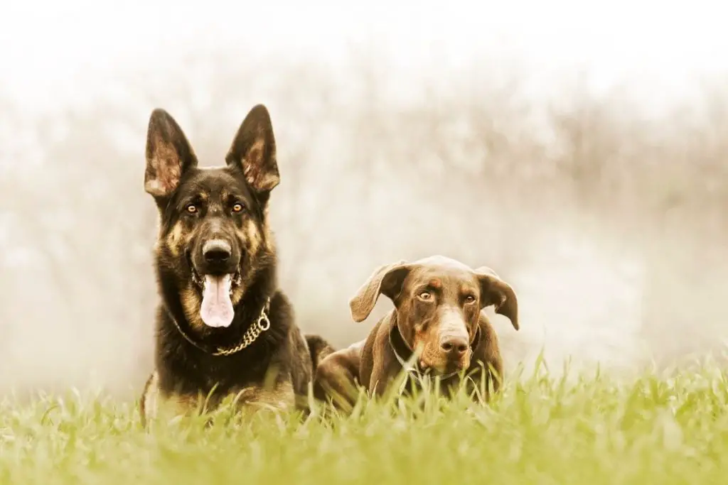 Are Dobermans Good Guard Dogs? - Best Protection Dogs