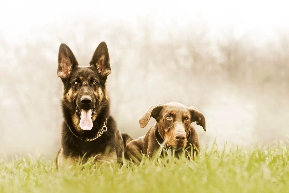 Are Dobermans Good Guard Dogs? Best Protection Dogs