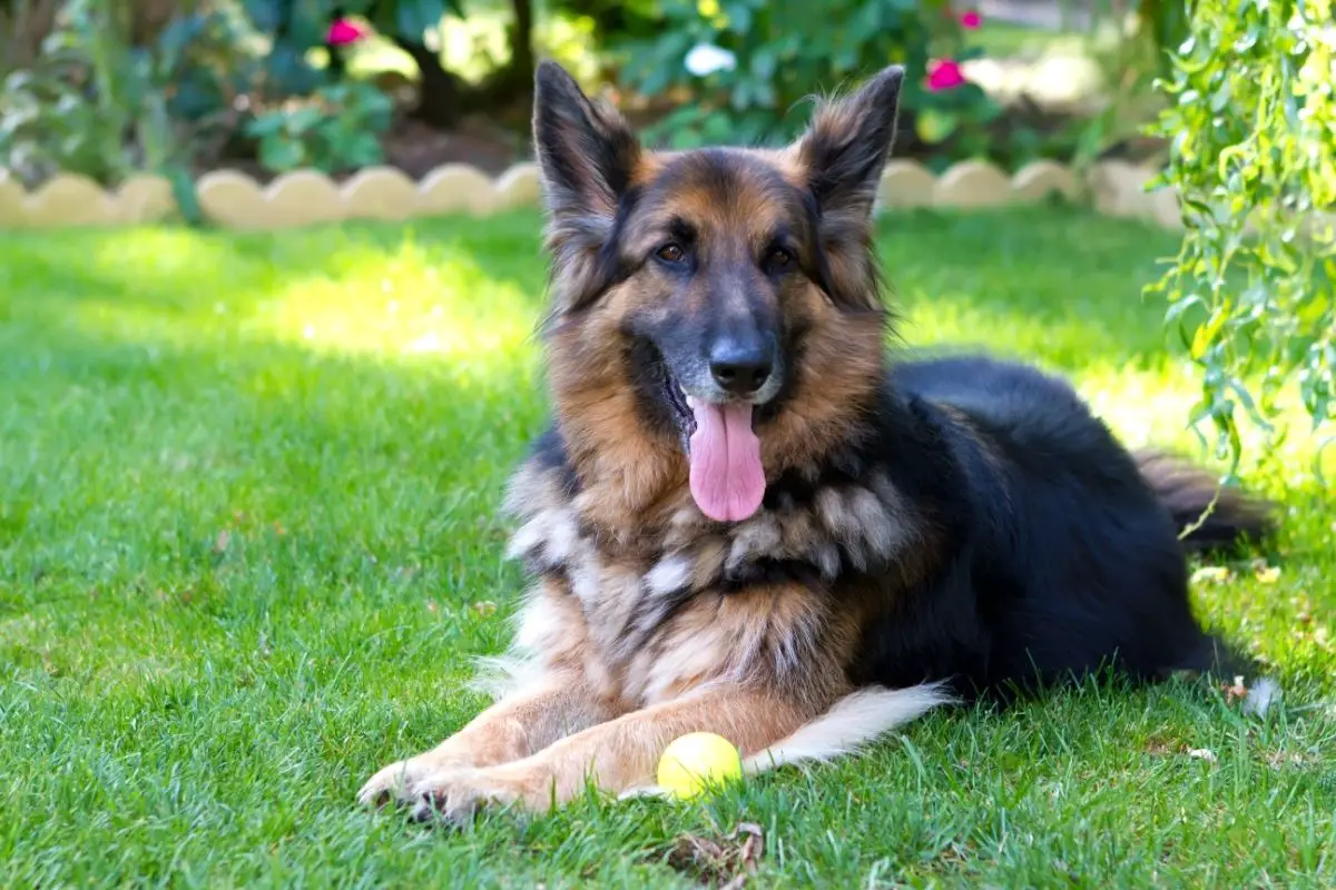 Are German Shepherds Easy To Train? - Best Protection Dogs