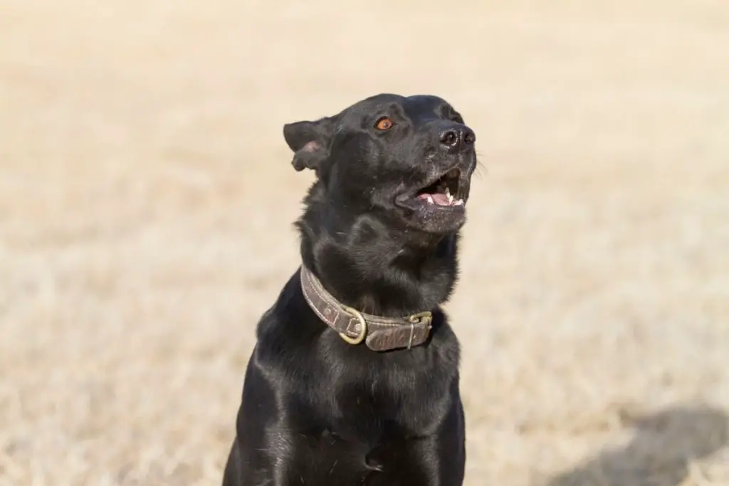 Best Bark Collar For Big Dogs