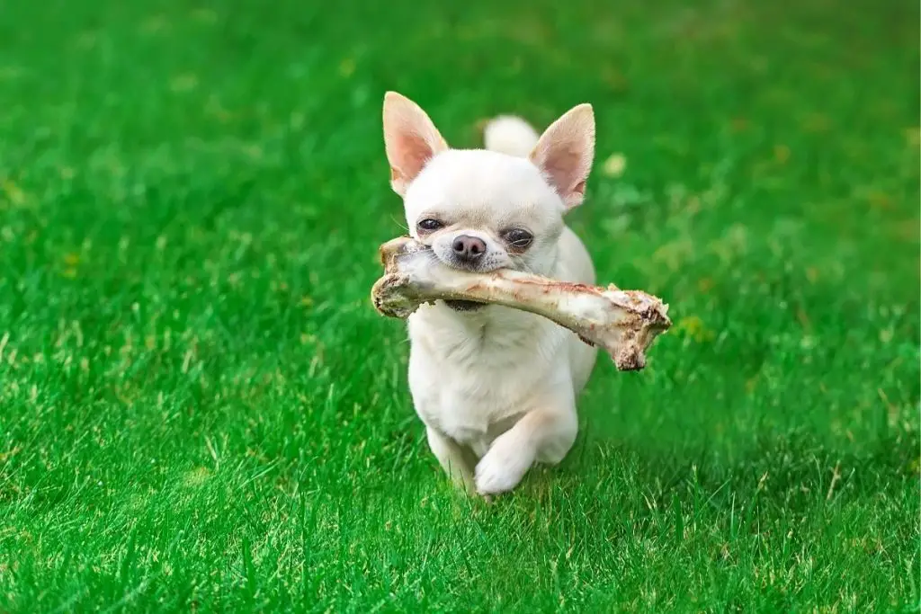 Best Dog Bones For Aggressive Chewers