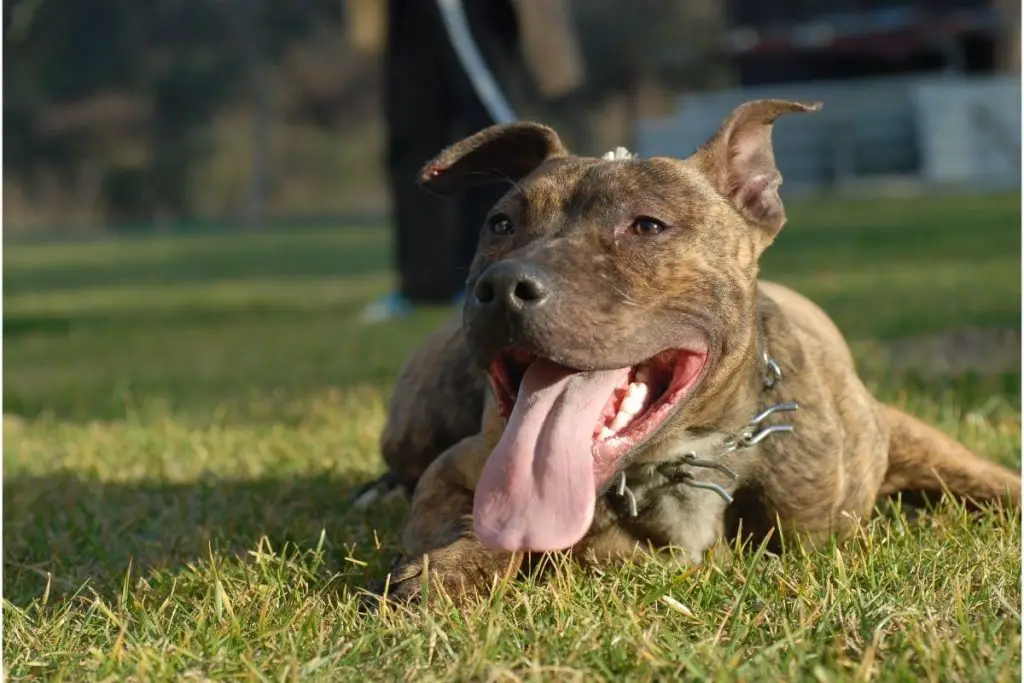 Best Dog Food For Pitbulls