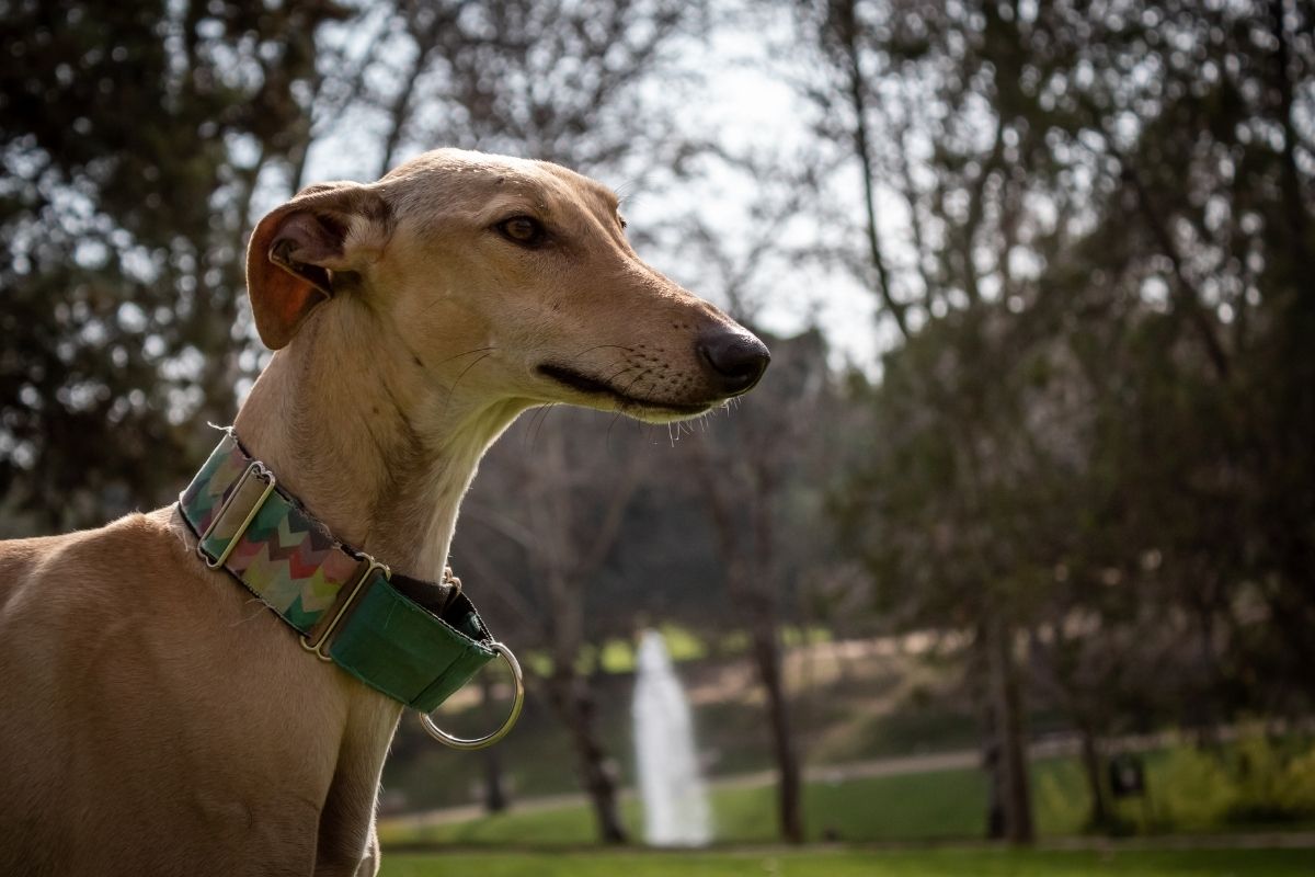 Martingale Collar Toronto at George Bousquet blog Best martingale collar