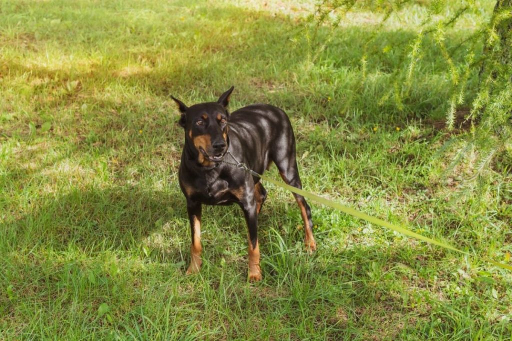 Best Slip Lead For Dogs