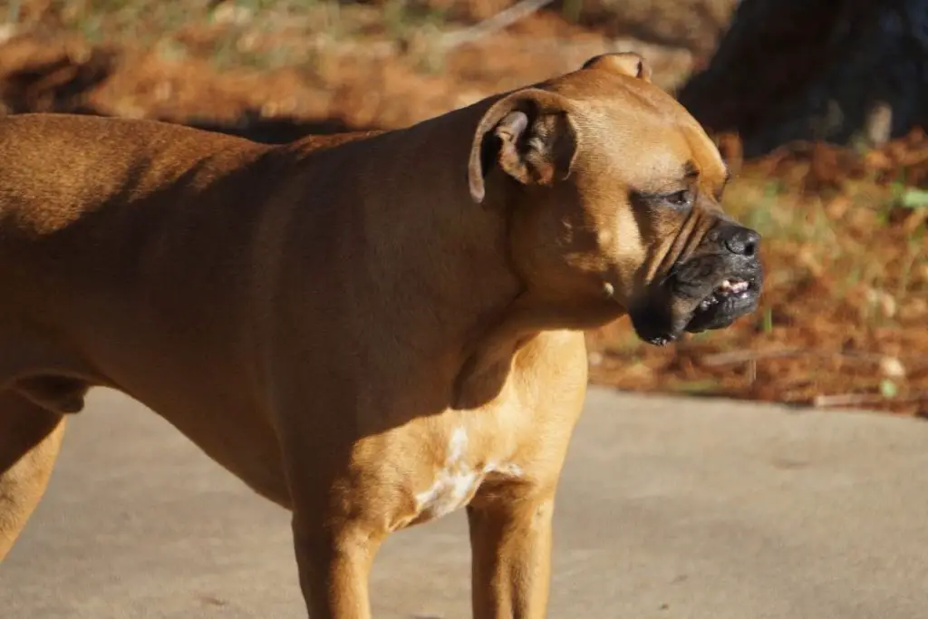 Do Boxers Bark A Lot?
