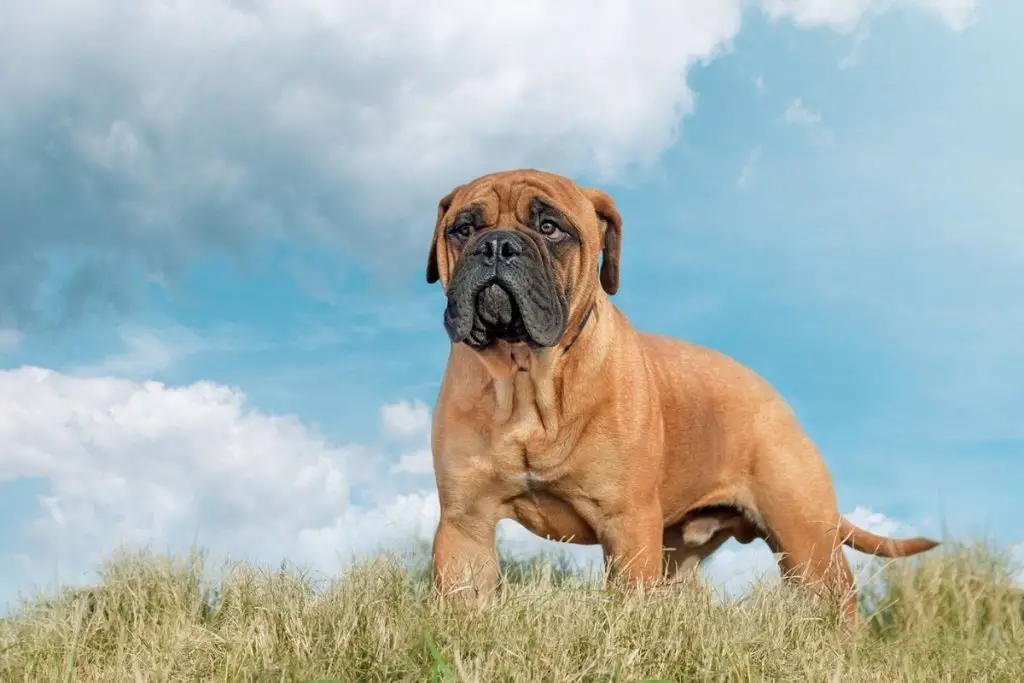 Are Bullmastiffs Aggressive